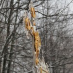 3 февраля 2015 года